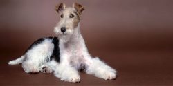 In the blood of the fox terrier lies the search for prey in burrows. Because of this, active dog ...