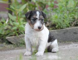 The owner will need a lot of work to wean the pet from digging in the apartment.