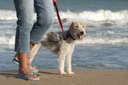 When choosing a fox terrier as a pet, remember that the dog has hunting roots. 
