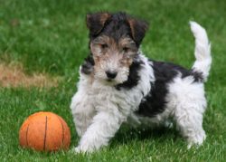 In order not to lose your dog in a big city or open area, you should always use a leash. 