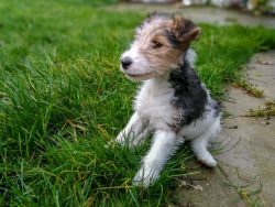 In addition, active nature pushes the fox terriers to rash acts. 