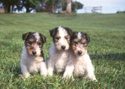 A small dog can easily hook with a large dog. 