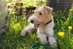 Despite this, fox terriers are still very popular as a pet. 