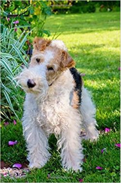 Due to the excessive need to jump and bite, it is advisable not to have such a dog for those who ...