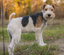 Another feature of the fox terrier is to bark for any reason. 