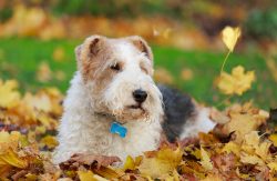 If people prefer silence or live in an apartment building with good audibility, such a dog is no ...