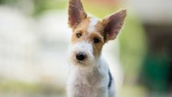 Despite their small stature, fox terriers are always ready to fend for themselves. 