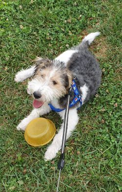 Despite many personality traits, the fox terrier is a good friend.