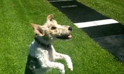 He is cheerful and dynamic, quite inquisitive, ready to play with the owner for hours on end. 