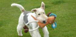 For an active person, the wire-haired fox terrier becomes an excellent pet. 