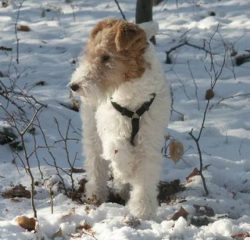 Wirehaired fox terriers are not easy to train. 