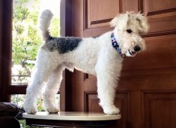 The owner immediately needs to take a leading position in the relationship with the dog. 