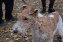 You need to start training the fox terrier from the first days of living in a new house. 
