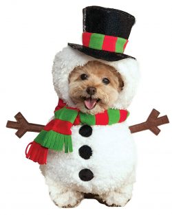 The dog is very smart, so after a few approvals, he immediately begins to understand what is req ...
