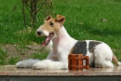 Fox Terriers live long enough. The life span of a dog can be 14 years. 