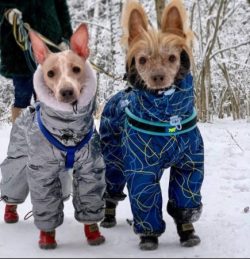 Agree, it is very pleasant to return home and know that a loving family and a faithful dog are w ...