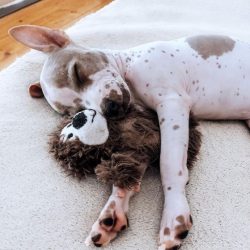 It is impossible to argue with the fact that this American Hairless Terrier has an extraordinary ...