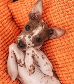 The ancestors of the American Hairless Terrier are Rat Terriers and Pied Piper. For the first ti ...