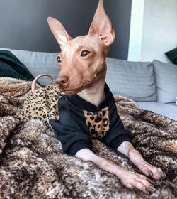 The current appearance of these animals was bred as a result of a genetic mutation. Puppies with ...