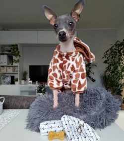 Your attention and love are very important to American Hairless Terrier. He will constantly want ...
