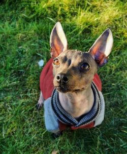 American Hairless Terriers belong to the hunting species, therefore they have fearlessness. It i ...