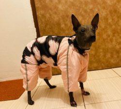 In the character of American Hairless Terrier, you will not notice fierce aggression. Only in a  ...