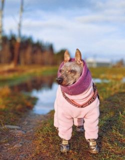 With great love, affection, and dedication, American Hairless Terrier treats the family in which ...