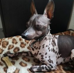 American Hairless Terrier is great for contact with children and will be happy to babysit your l ...