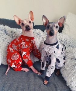 It can rightfully be considered that the American Terrier is loyalty, loyalty, calm, friendlines ...