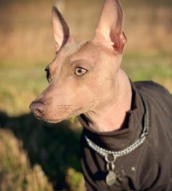 American Hairless Terrier has well-developed musculature, a fairly strong shoulder girdle, and a ...