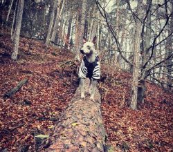 The standard indicates that the size of an adult American Hairless Terrier dog can reach a heigh ...