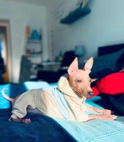 The American Hairless Terrier looks great because of the ideal ratio of body-to-height proportio ...