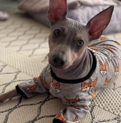 The American Hairless Terrier has a small head, slightly elongated triangular muzzle, erect tria ...