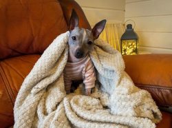 American Hairless Terrier’s almond eyes are often brown in color. The main feature of thes ...