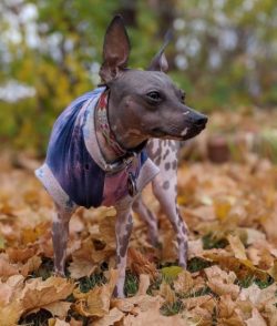 The American Hairless Terrier will enjoy spending time and playing with the ball with you. High  ...