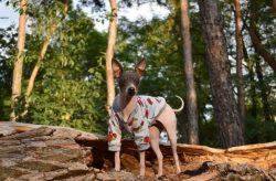 One of the advantages of the American Hairless Terrier is its special good nature. It is this th ...