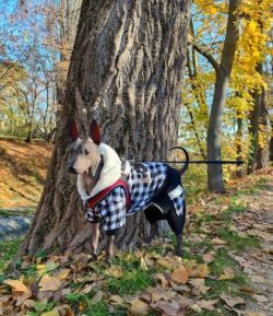 American Hairless Terrier has very expressive and varied facial expressions. Delight, surprise,  ...