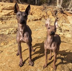 American Hairless Terrier needs your care and love like a child. Due to the fact that they do no ...