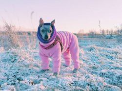 In cold seasons, be sure to warmly dress your American Hairless Terrier before going for a walk, ...