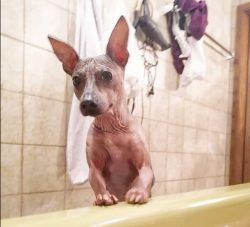 Bathing your American Hairless Terrier dog should be twice a week. He is very sensitive, so you  ...
