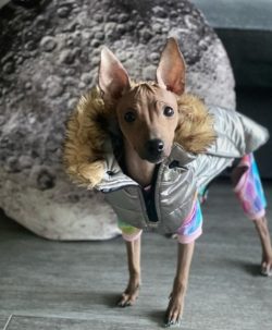 When teaching the American Hairless Terrier, you must rely on persistence, fairness, patience, a ...