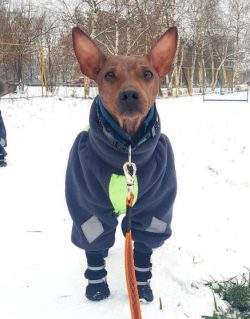 When training the American Hairless Terrier, you should be strict, persistent, fair, and patient ...