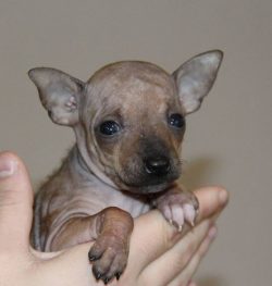 An ideal option for American Hairless Terrier life would be a country house. The living conditio ...