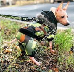 Since the American Hairless Terrier breed is relatively young, there are no serious diseases tha ...