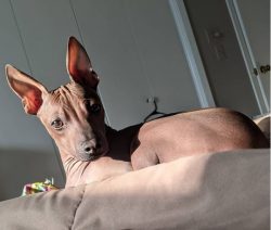 The weak point of these dogs is their skin, so you need to carefully monitor its cleanliness. To ...