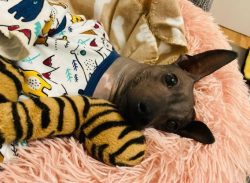 The diet of an American Hairless Terrier animal should consist of the best and selected products ...