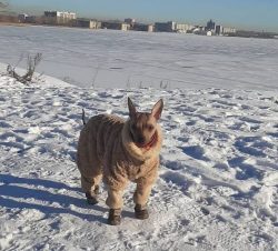 The American Hairless Terrier is a breed of hairless medium-sized dogs that appeared in the 80s  ...