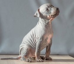Despite the fact that the ancestors of the breed are masterly rodent-eaters, the American Hairle ...