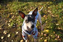 American Hairless Terriers have not managed to build up a sufficient breeding gene pool, so Rat  ...
