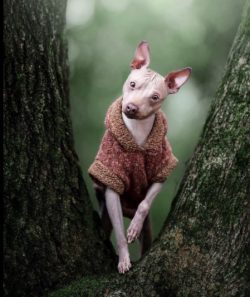 Unlike dogs with a classic coat, American Hairless Terriers are considered less allergenic, ther ...